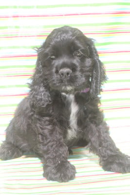 Les chiots de American Cocker Spaniel