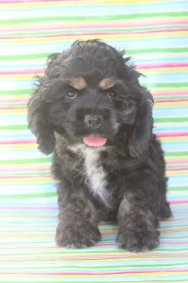 Les chiots de American Cocker Spaniel