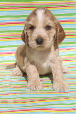 Les chiots de Cocker Spaniel Anglais