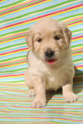 Les chiots de Golden Retriever
