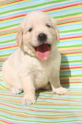 Les chiots de Golden Retriever