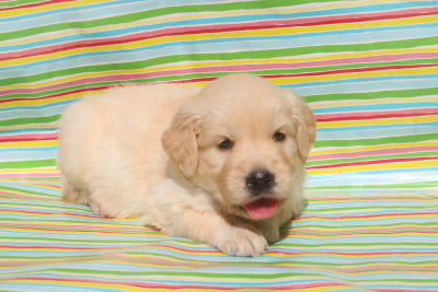 Les chiots de Golden Retriever