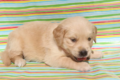 Les chiots de Golden Retriever