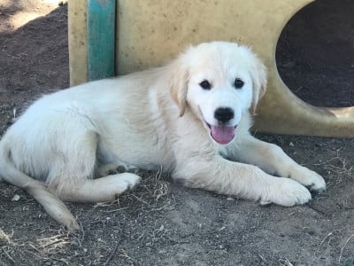 Les chiots de Golden Retriever
