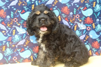 Les chiots de American Cocker Spaniel