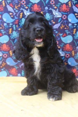 Les chiots de American Cocker Spaniel