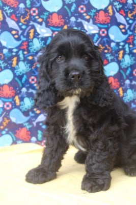 Les chiots de American Cocker Spaniel