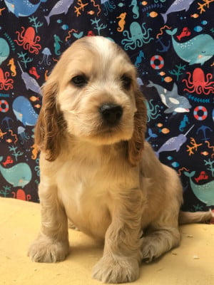 Les chiots de Cocker Spaniel Anglais
