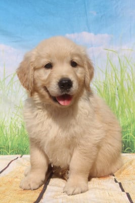 Les chiots de Golden Retriever