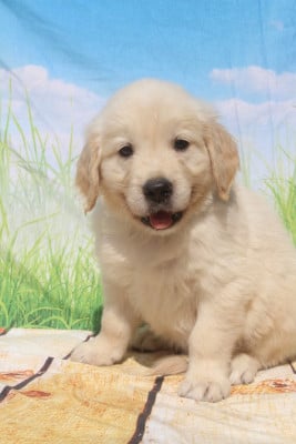 Les chiots de Golden Retriever