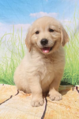 Les chiots de Golden Retriever