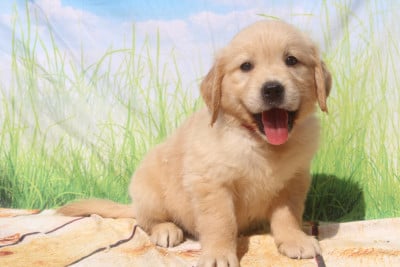 Les chiots de Golden Retriever