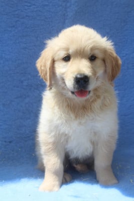 Les chiots de Golden Retriever