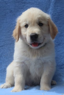Les chiots de Golden Retriever