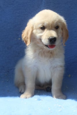 Les chiots de Golden Retriever