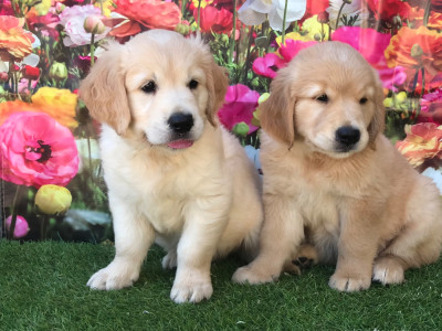 Les chiots de Golden Retriever