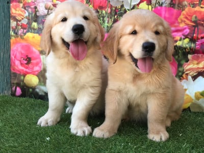Les chiots de Golden Retriever