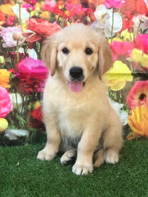 Les chiots de Golden Retriever