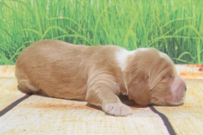Les chiots de Cocker Spaniel Anglais