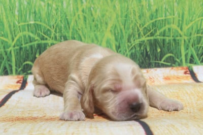 Les chiots de Cocker Spaniel Anglais