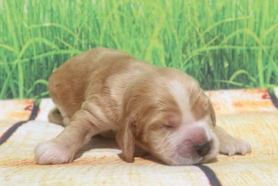 Les chiots de Cocker Spaniel Anglais