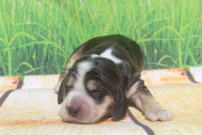 Les chiots de Cocker Spaniel Anglais