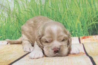 Les chiots de American Cocker Spaniel
