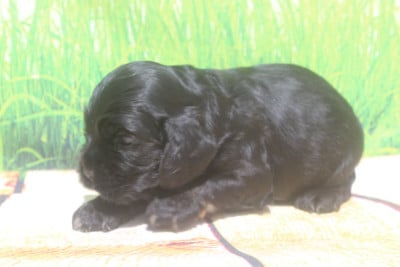 Les chiots de American Cocker Spaniel