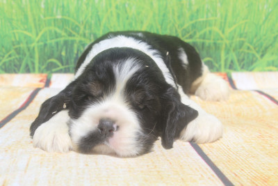 Les chiots de American Cocker Spaniel