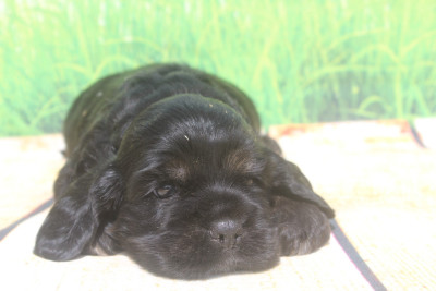 Les chiots de American Cocker Spaniel
