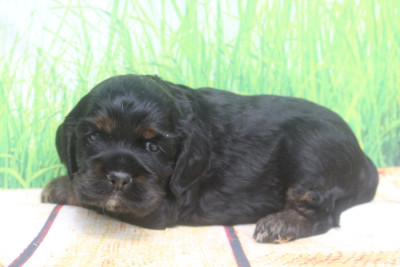 Les chiots de American Cocker Spaniel