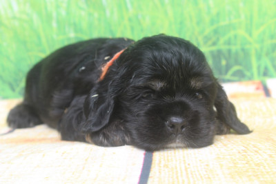 Les chiots de American Cocker Spaniel