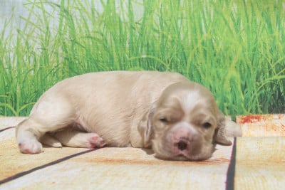 Les chiots de American Cocker Spaniel