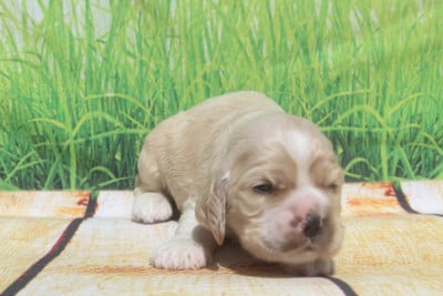 Les chiots de American Cocker Spaniel