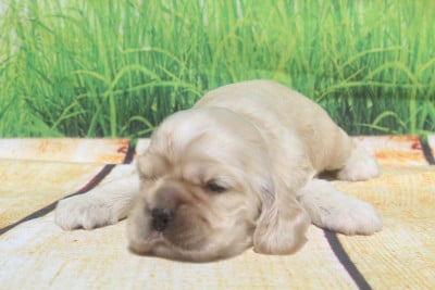 Les chiots de American Cocker Spaniel