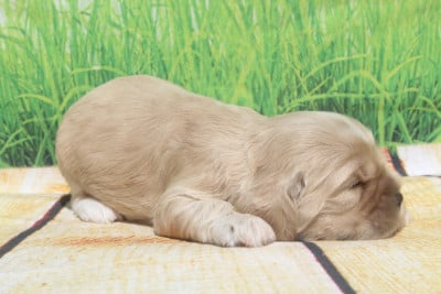 Les chiots de American Cocker Spaniel