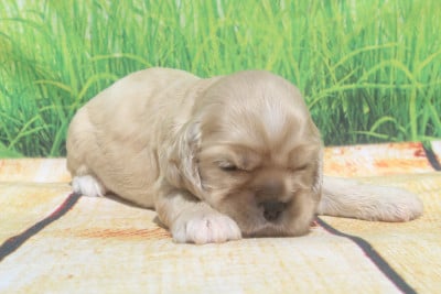 Les chiots de American Cocker Spaniel