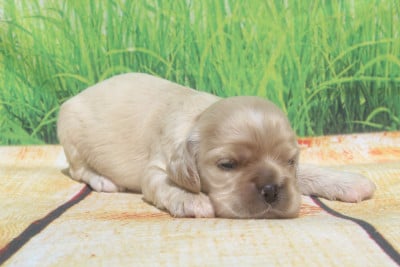 Les chiots de American Cocker Spaniel