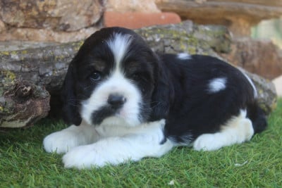 Les chiots de American Cocker Spaniel