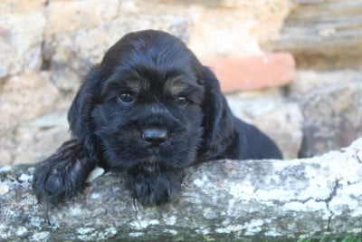 Les chiots de American Cocker Spaniel