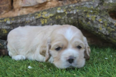 Les chiots de American Cocker Spaniel
