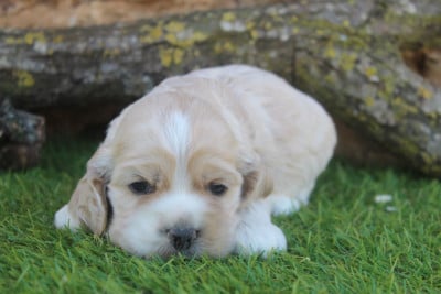 Les chiots de American Cocker Spaniel