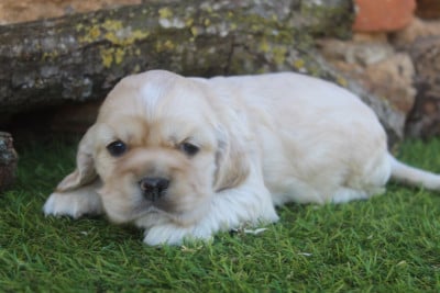 Les chiots de American Cocker Spaniel