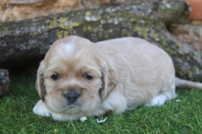 Les chiots de American Cocker Spaniel