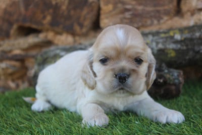 Les chiots de American Cocker Spaniel