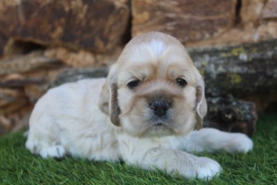 Les chiots de American Cocker Spaniel