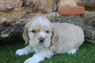 Les chiots de American Cocker Spaniel