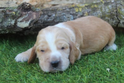Les chiots de Cocker Spaniel Anglais