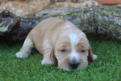 Les chiots de Cocker Spaniel Anglais