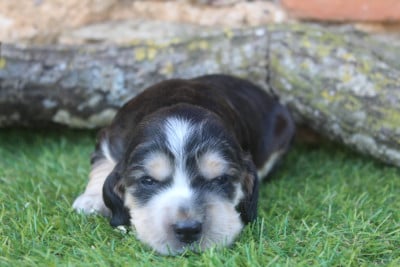 Les chiots de Cocker Spaniel Anglais